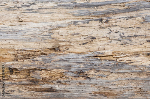 Tree trunk stripped of bark background or texture