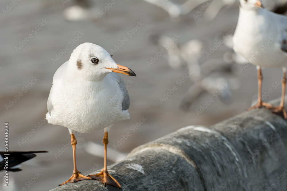 Seagull portrait against sea shore, White bird seagull sitting by the beach Seagull portrait against sea shore, White bird seagull sitting by the beach