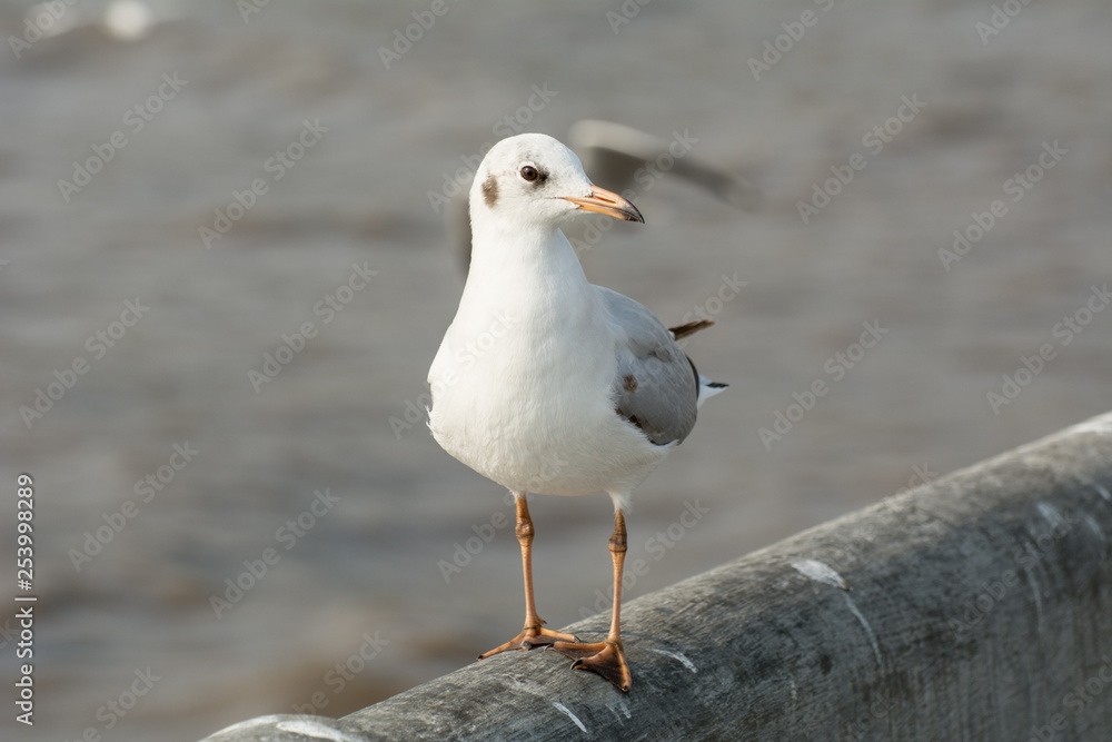 Seagull portrait against sea shore, White bird seagull sitting by the beach Seagull portrait against sea shore, White bird seagull sitting by the beach