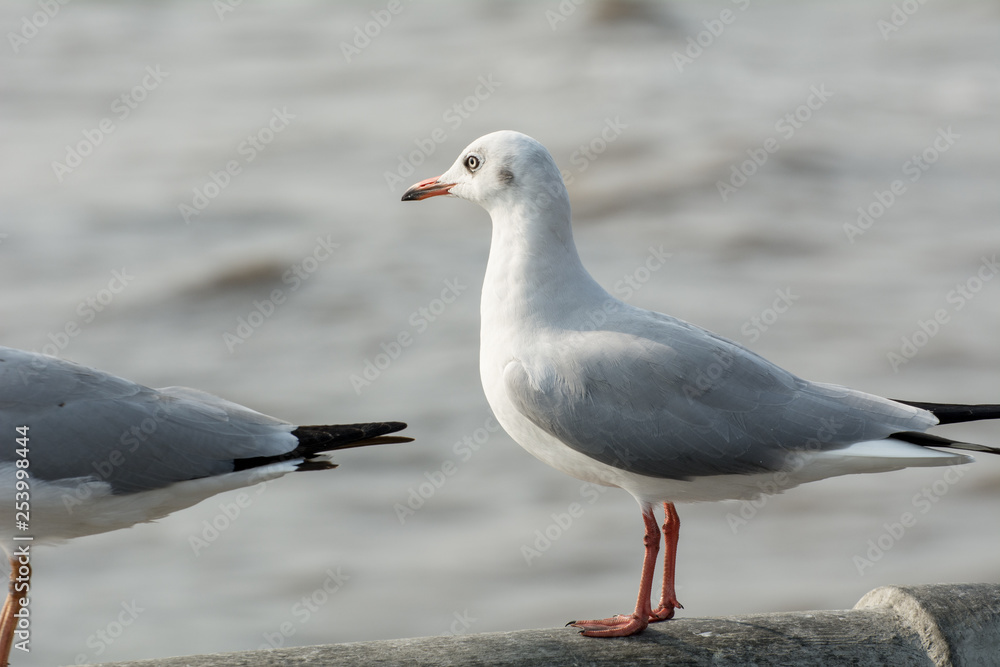 Seagull portrait against sea shore, White bird seagull sitting by the beach Seagull portrait against sea shore, White bird seagull sitting by the beach
