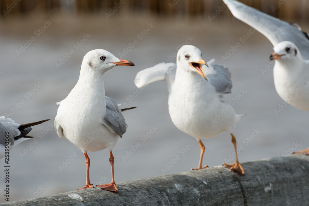 Seagull portrait against sea shore, White bird seagull sitting by the beach Seagull portrait against sea shore, White bird seagull sitting by the beach