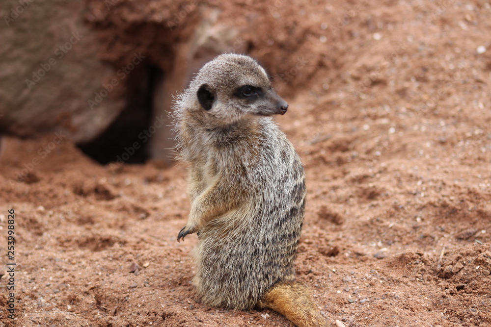 meerkat on lookout meerkat on lookout