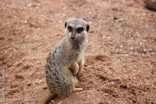 meerkat on lookout © Gaynor