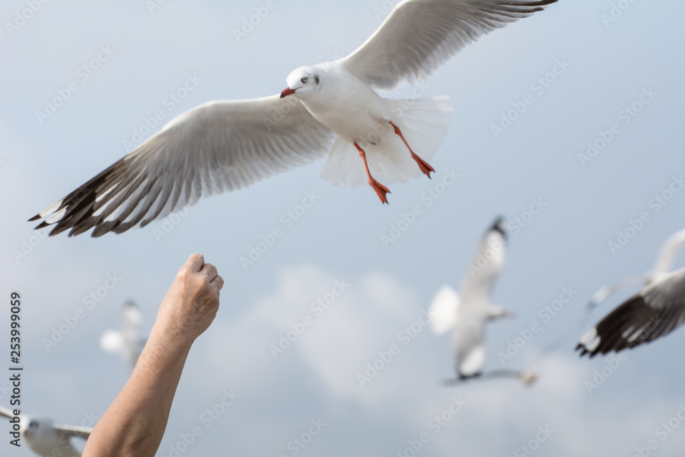 Seagulls feeding from human's hand (Sky background) , Seagull catching his food from a hand Seagulls feeding from human's hand (Sky background) , Seagull catching his food from a hand