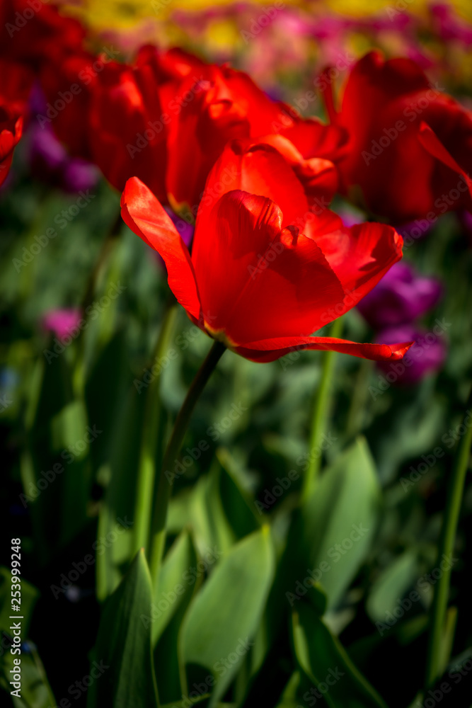 Netherlands,Lisse, a red and yellow flower Netherlands,Lisse, a red and yellow flower