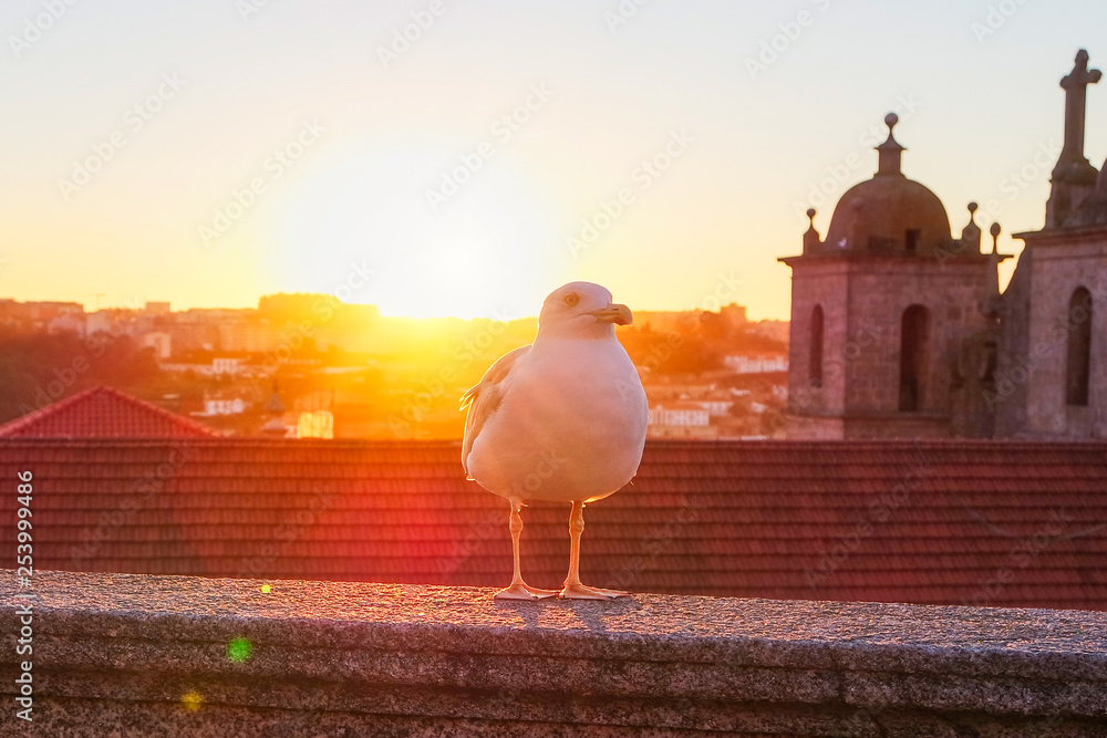 Seagull at sunset with Porto in the background, Portugal