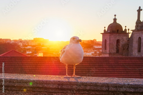 Obraz na płótnie Seagull at sunset with Porto in the background, Portugal w salonie
