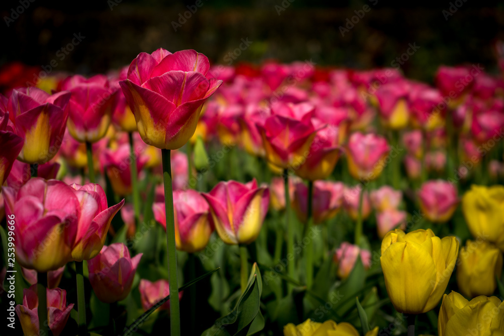 Netherlands,Lisse, CLOSE-UP OF PINK TULIPS IN FIELD
