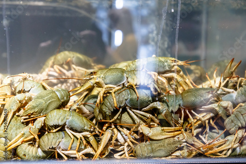 Live crayfish in the aquarium in the store
