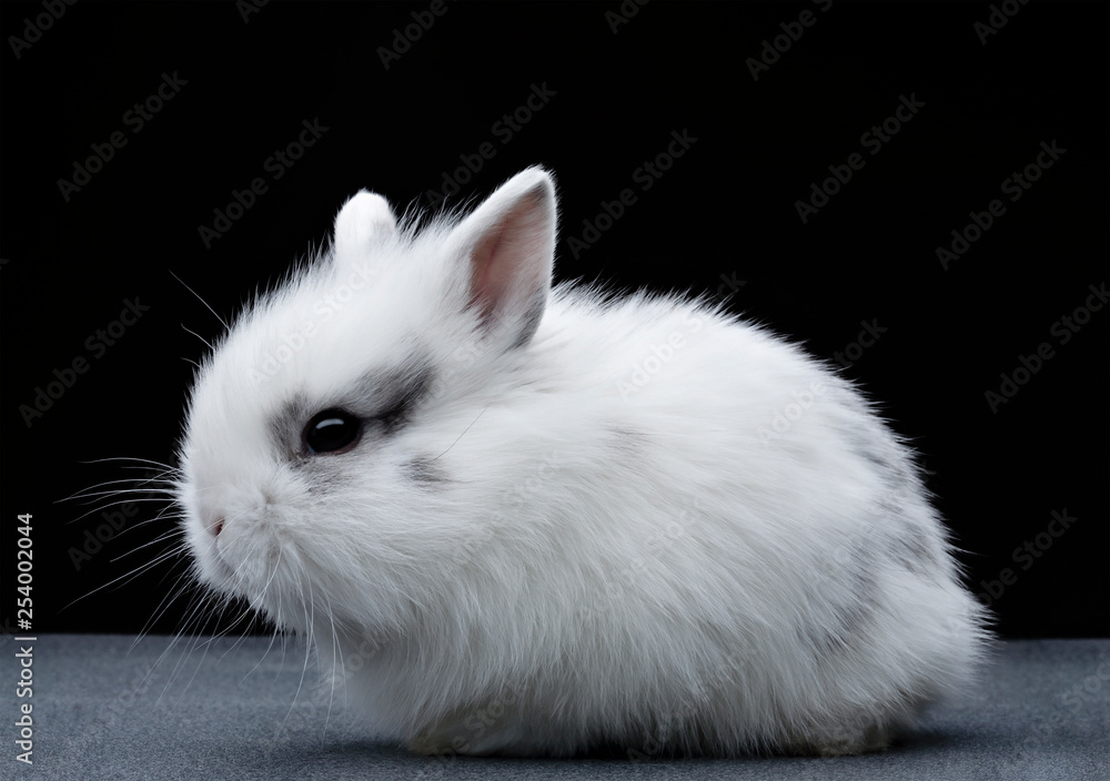Adorable white rabbit with small ears. Adorable white rabbit with small ears.