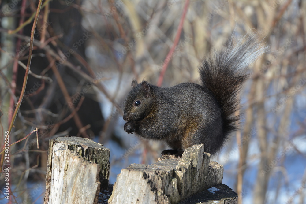 Obraz premium Black Squirrel on stump
