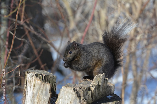 Black Squirrel on stump © Carol Hamilton