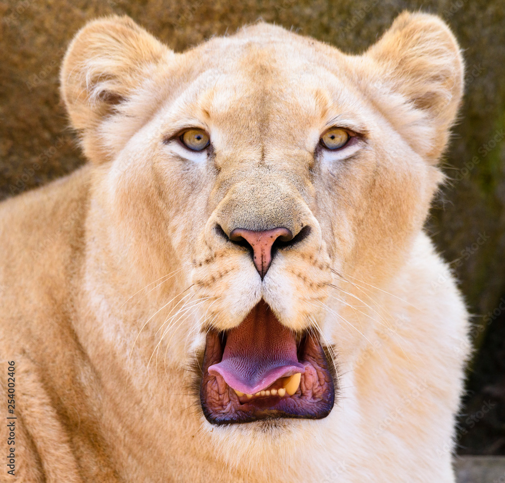 Obraz premium Portrait of South African lion (Panthera leo krugeri) relaxing in a meadow at ZOO