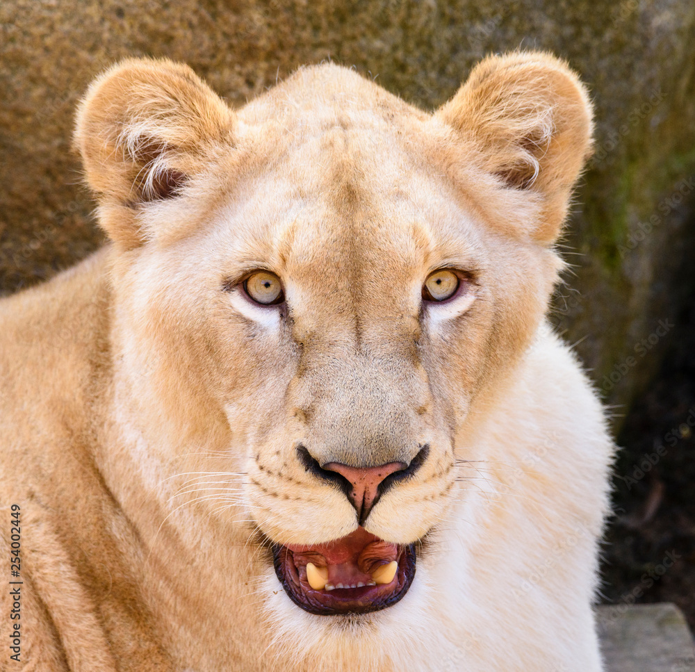 Portrait of South African lion (Panthera leo krugeri) relaxing in a meadow at ZOO Portrait of South African lion (Panthera leo krugeri) relaxing in a meadow at ZOO