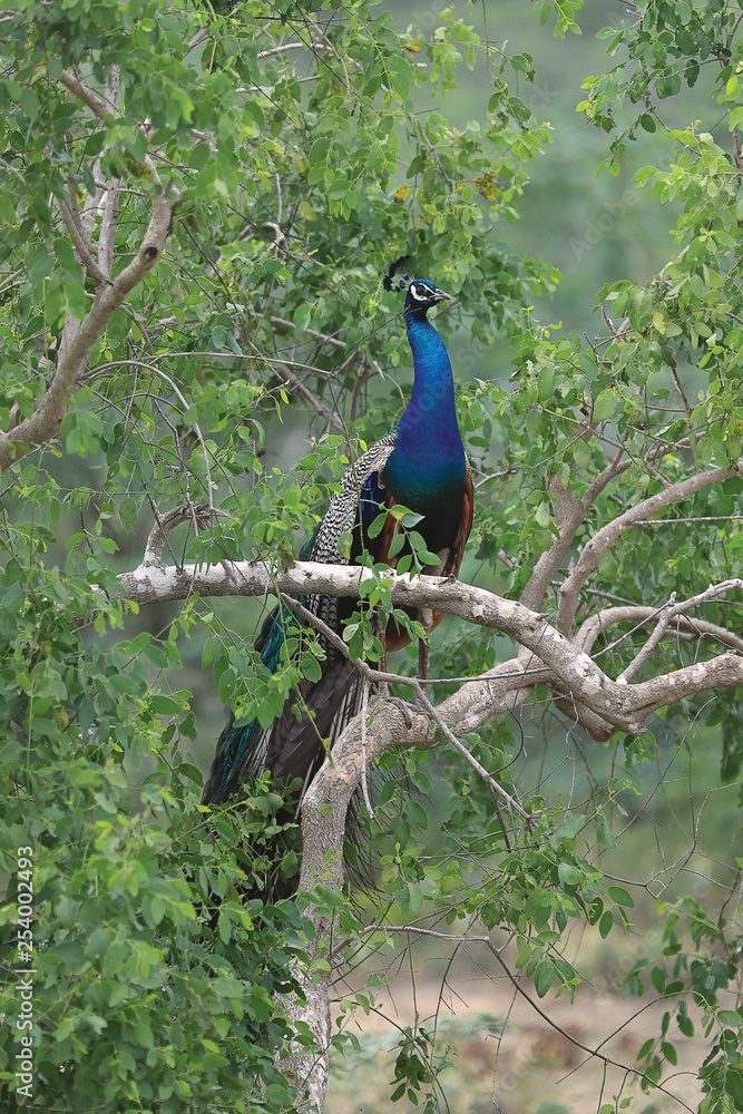 Fototapeta premium Peafowl on a tree