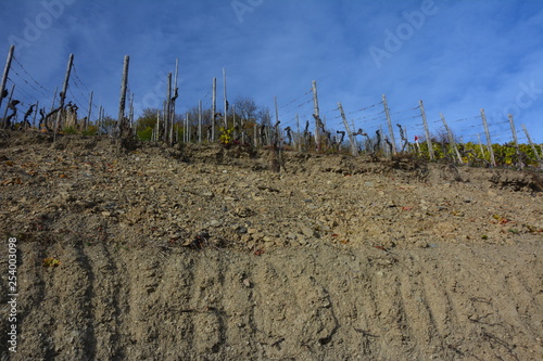 Neu angesetzte Rebstöcke im Weinbaugebiet Ahr
