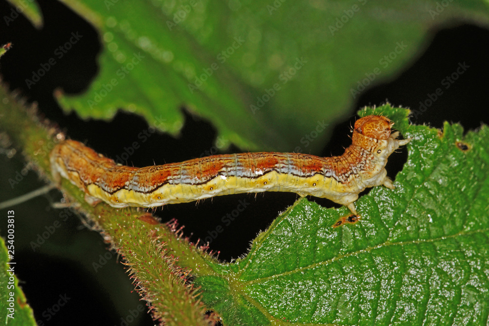 Erannis defoliaria (CLERCK, 1759) Großer Frostspanner 19.05.2017 DE, RLP, Mosel, Piesport Erannis defoliaria (CLERCK, 1759) Großer Frostspanner 19.05.2017 DE, RLP, Mosel, Piesport