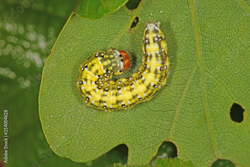 Polyploca ridens (FABRICIUS, 1787) Moosgrüner Eulenspinner , Raupe 19.05.2017 DE, RLP, Mosel, Piesport photo