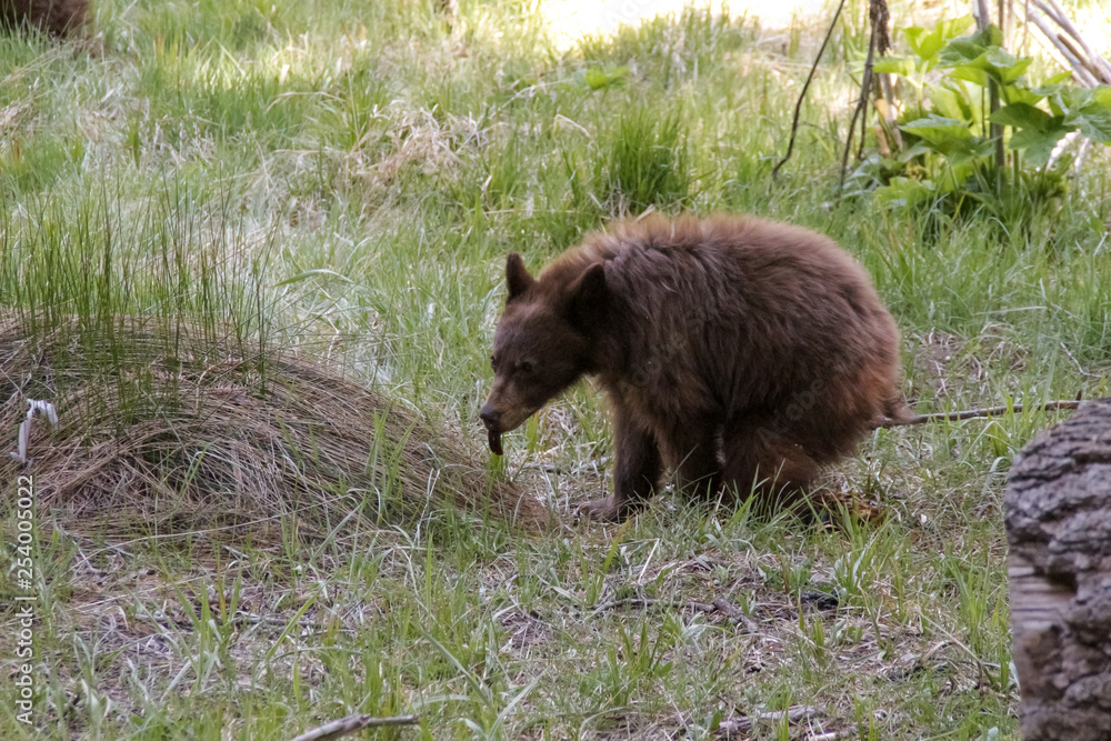 Grizzly Bear Pooping with tongue sticking out. Defecating brown bear StockFoto Adobe Stock