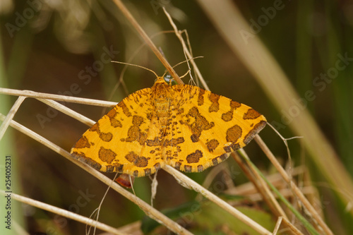 Pseudopanthera macularia (LINNAEUS, 1758) - Pantherspanner 20.05.2017 DE, RLP, Mosel, Piesport photo