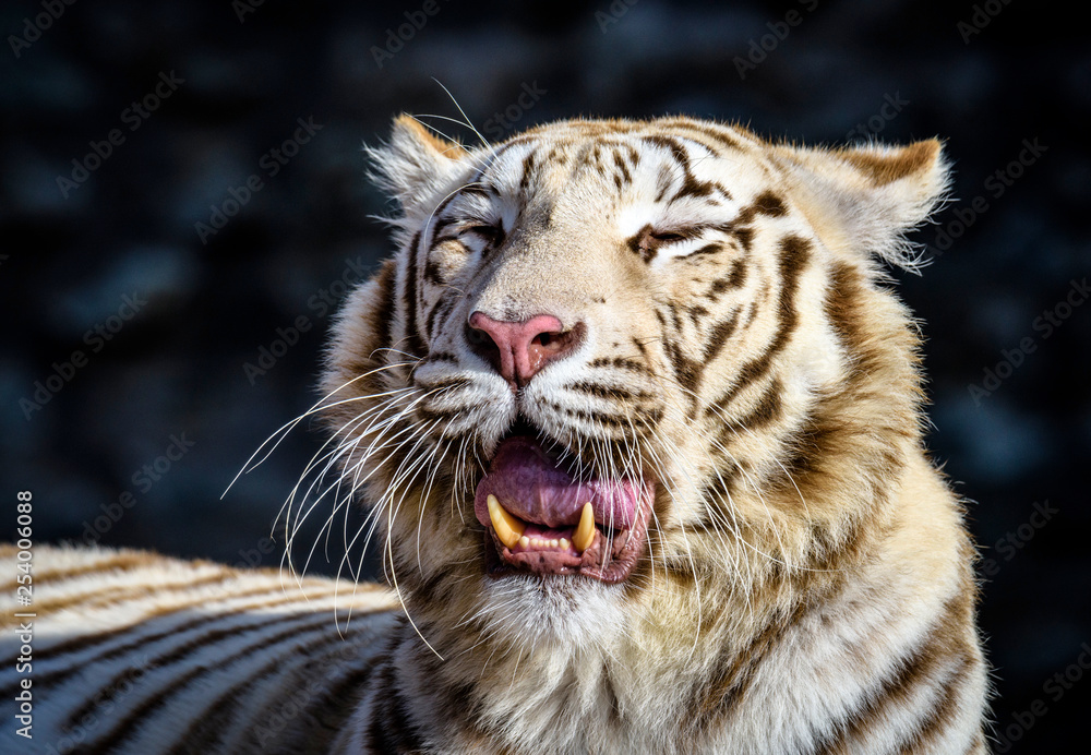 Obraz premium The Siberian tiger (Panthera tigris tigris) also called Amur tiger (Panthera tigris altaica) in the ZOO