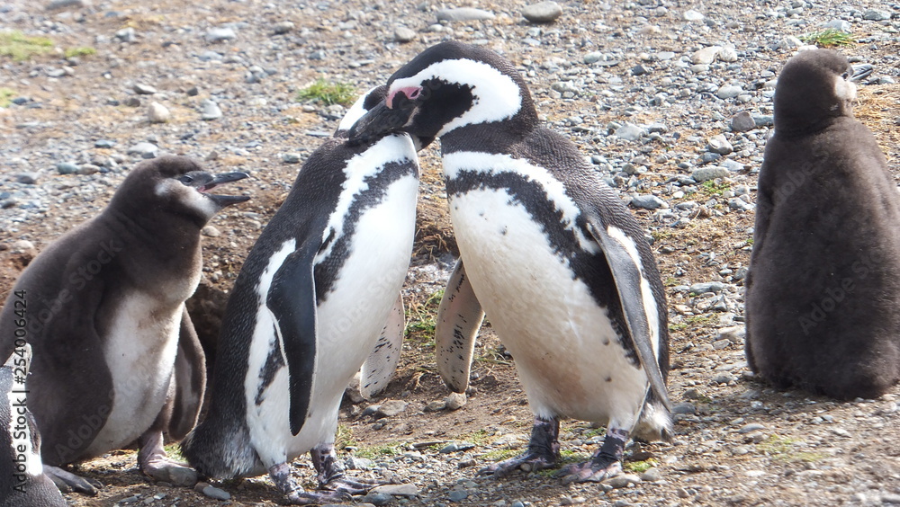 pinguini di magellano isola magdalena patagonia sud ameririca cile Stock  Photo | Adobe Stock