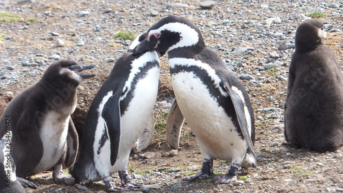 pinguini di magellano isola magdalena patagonia sud ameririca cile