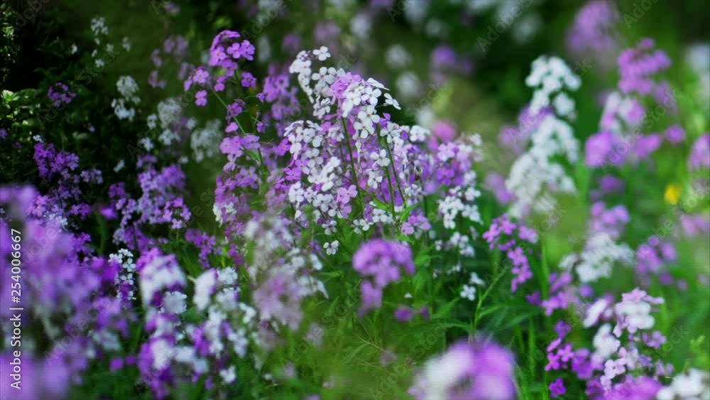 This is a shot of Purple and White Flowers dancing in the wind. This is a shot of Purple and White Flowers dancing in the wind.
