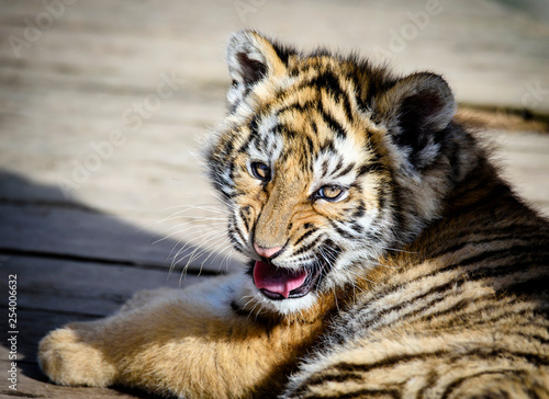 Fototapeta Naklejka Na Ścianę i Meble -  The Siberian tiger (Panthera tigris tigris) also called Amur tiger (Panthera tigris altaica) in the ZOO