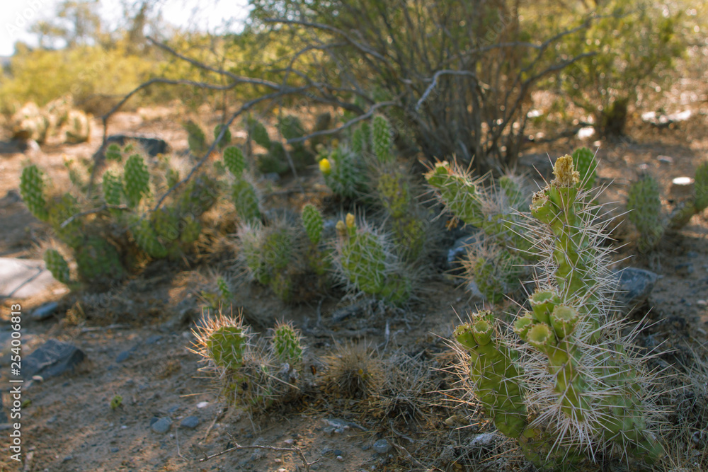 Fototapeta premium Cactus Pie de Palo 