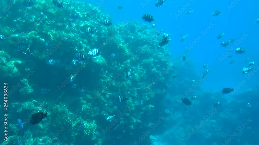 A school of fish in the sea under water, in the background you can see the reef. A school of fish in the sea under water, in the background you can see the reef.