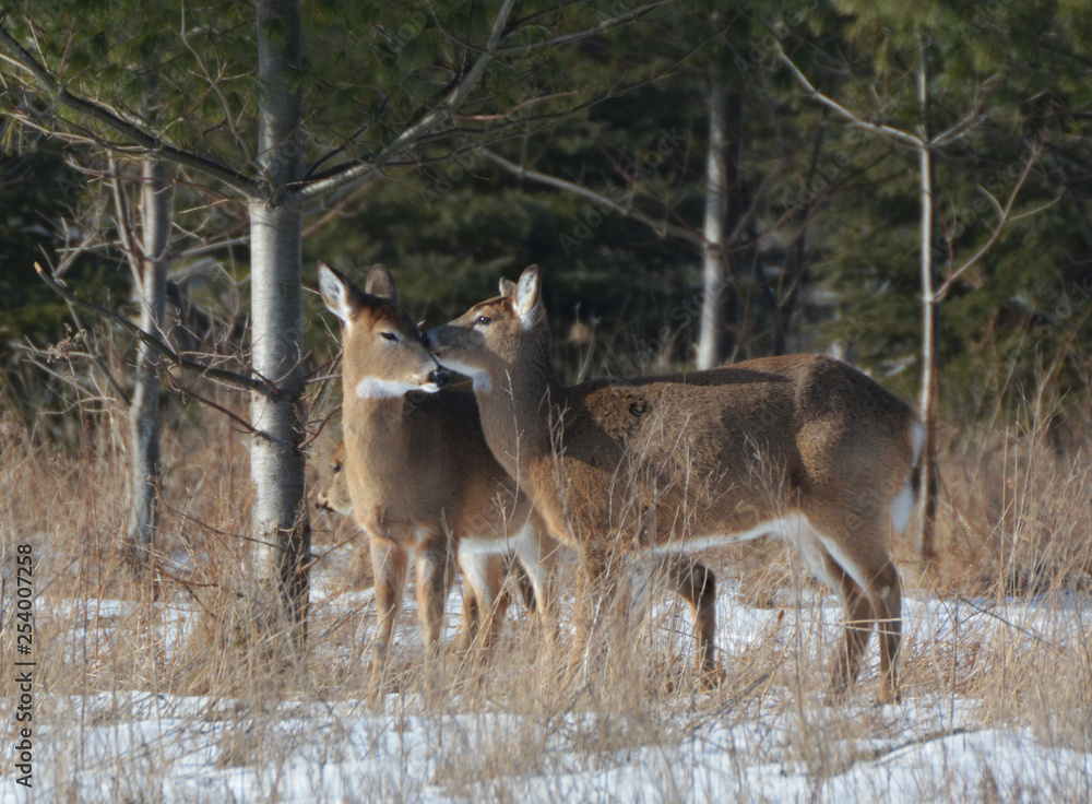 White Tail Deer in snow covered forest White Tail Deer in snow covered forest