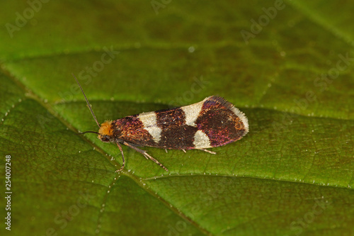 Lampronia capitella (CLERCK, 1759) Johannisbeermotte 05.05.2017 DE, NRW, Leverkusen photo