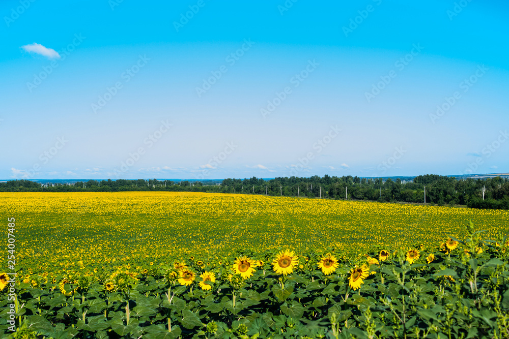 Sunflower fields, agriculture