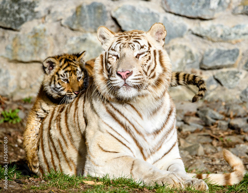 Fotografie The Siberian tiger (Panthera tigris tigris) also called Amur tiger (Panthera tig