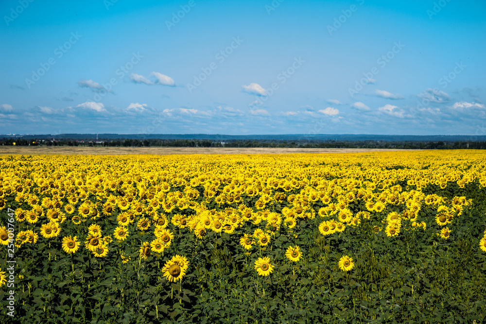 Obraz premium Bright field of sunflowers in Sunny weather, horizontal image