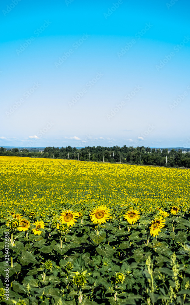 Bright sunflower fields on the background of trees and blue sky. Vertical image