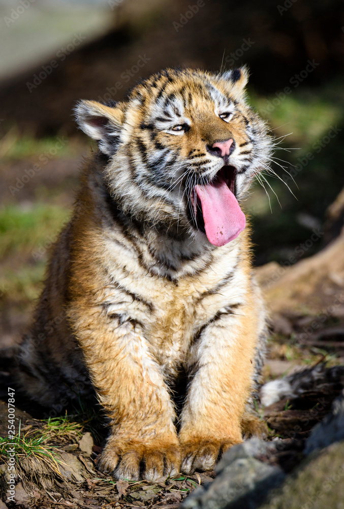 The Siberian tiger (Panthera tigris tigris) also called Amur tiger (Panthera tigris altaica) in the ZOO The Siberian tiger (Panthera tigris tigris) also called Amur tiger (Panthera tigris altaica) in the ZOO