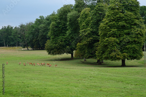 daims dans un parc