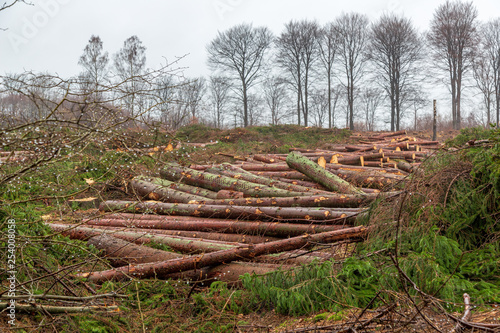 Fototapeta Naklejka Na Ścianę i Meble -  Clear cutting of fir forest