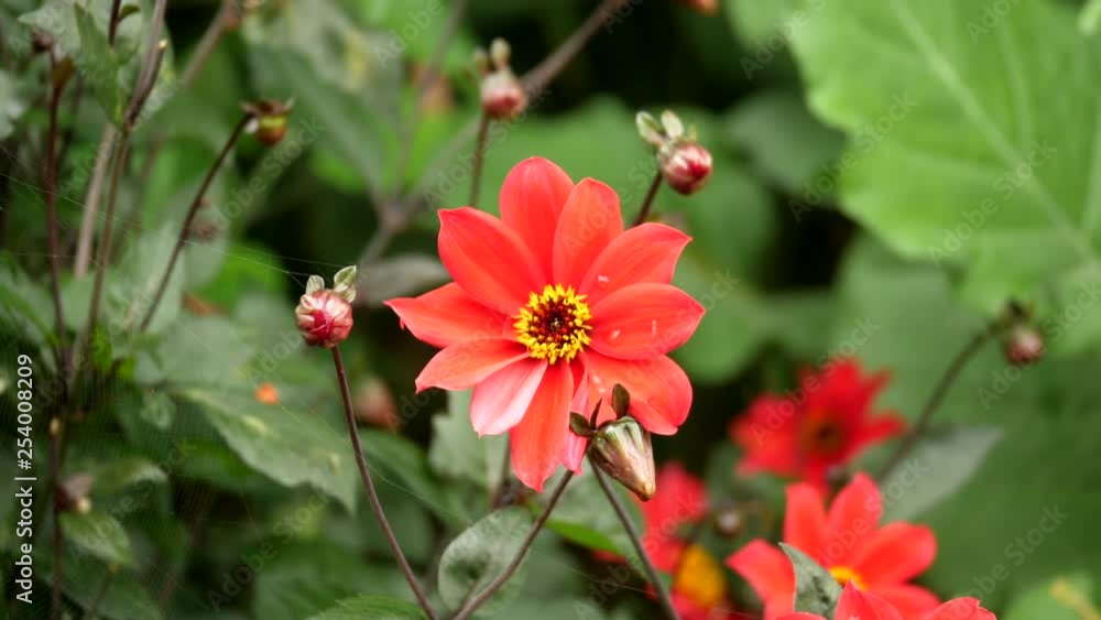 Dahlia Bishop of Llandaff flower. Vivid red flower with yellow centre. PAN SHOT. Dahlia Bishop of Llandaff flower. Vivid red flower with yellow centre. PAN SHOT.