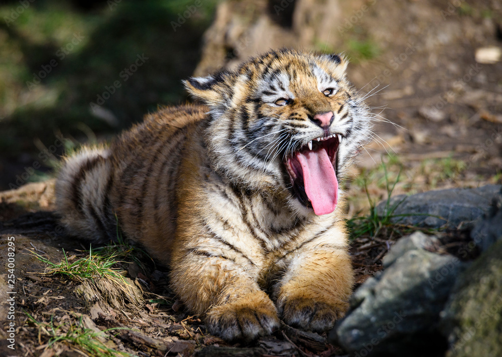 The Siberian tiger (Panthera tigris tigris) also called Amur tiger (Panthera tigris altaica) in the ZOO The Siberian tiger (Panthera tigris tigris) also called Amur tiger (Panthera tigris altaica) in the ZOO