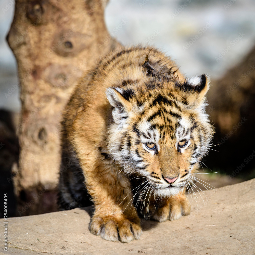 The Siberian tiger (Panthera tigris tigris) also called Amur tiger (Panthera tigris altaica) in the ZOO The Siberian tiger (Panthera tigris tigris) also called Amur tiger (Panthera tigris altaica) in the ZOO
