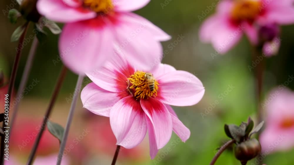 Dahlia' Happy Mador' with bee's collecting pollen from the flowers. PAN UP SHOT. Dahlia' Happy Mador' with bee's collecting pollen from the flowers. PAN UP SHOT.