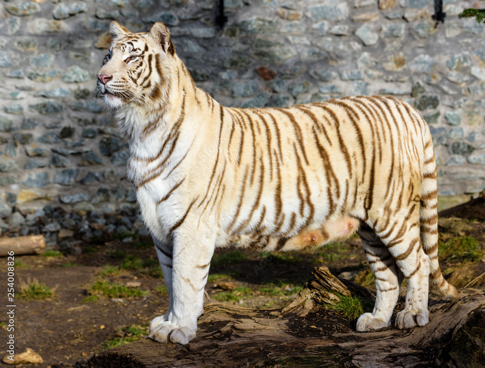Obraz premium The Siberian tiger (Panthera tigris tigris) also called Amur tiger (Panthera tigris altaica) in the ZOO
