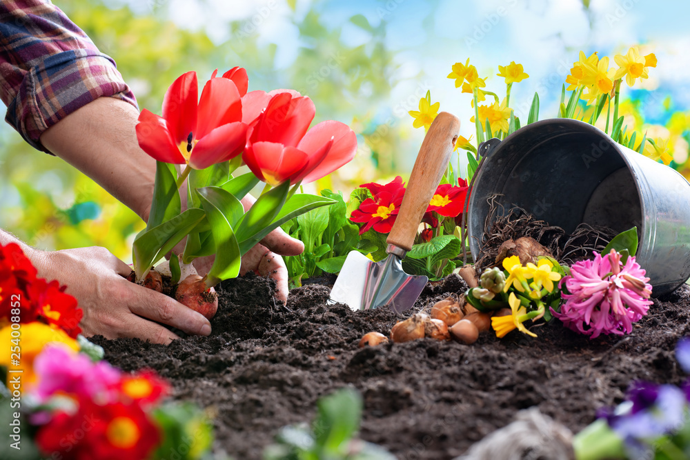 Planting spring flowers in the garden - obrazy, fototapety, plakaty 