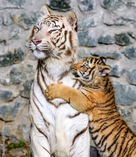 Photography The Siberian tiger (Panthera tigris tigris) also called Amur tiger (Panthera tig