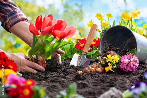 Planting spring flowers in the garden photo