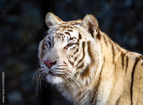 Fototapeta Naklejka Na Ścianę i Meble -  The Siberian tiger (Panthera tigris tigris) also called Amur tiger (Panthera tigris altaica) in the ZOO