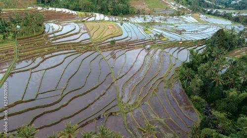 Wallpaper Mural Jati Luwih is dramatic and truly exotic rice fields, it is Bali's most famous landscapes. Torontodigital.ca